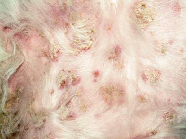 Поверхностная пиодермия у собак и кошек | Ветеринарный врач