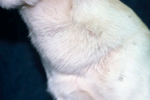 Рана у собаки от укуса собаки опухла