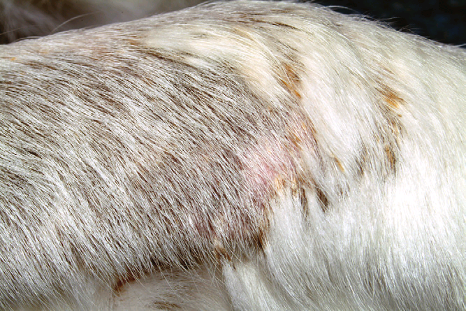 Воспаление сальных желез у собаки лечение thumbnail