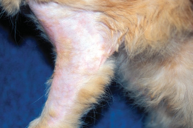 Атопический дерматит у кошки лечение циклоспорином thumbnail