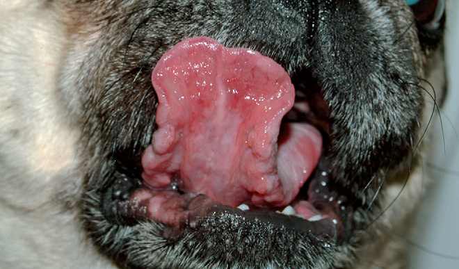 Васкулит у собак после прививки