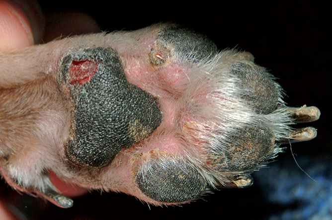 Васкулит у собак после прививки