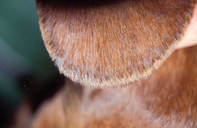 Симптомы болячек на кончиках ушей у собаки с корочкой