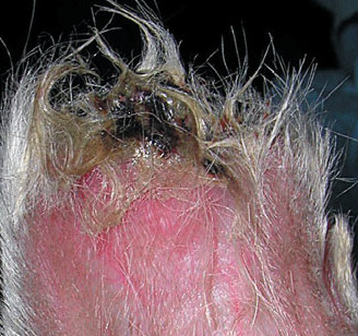 Медикаментозный дерматит у собак thumbnail