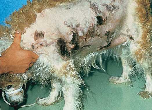Медикаментозный дерматит у собак лечение thumbnail
