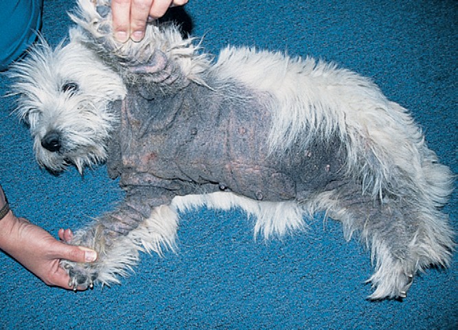 Фото малассезиозного дерматита у собак thumbnail