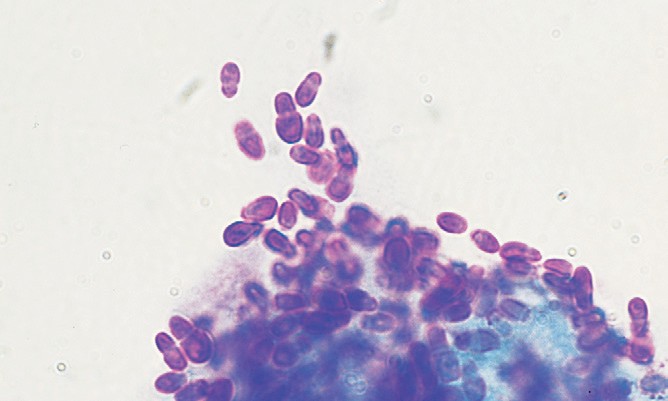 Малассезионный дерматит у собак фото thumbnail
