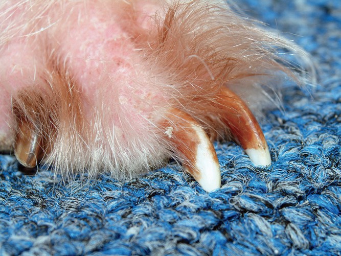 Малассезиозный дерматит у мопса лечение thumbnail