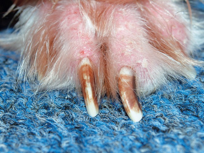 Лечение малассезионного дерматита у собак thumbnail