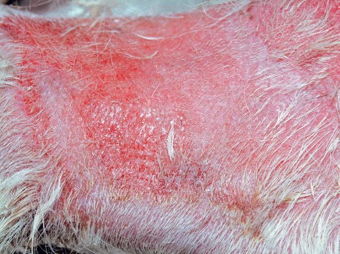 Малассезиозный дерматит собак чем лечить thumbnail