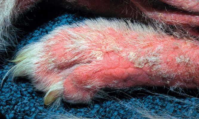 Лечение малассезионный дерматит у собак лечение thumbnail