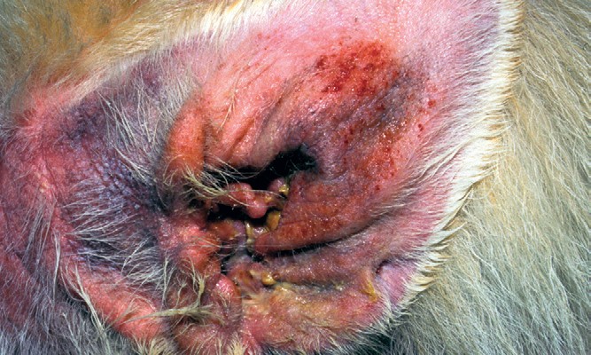 Малассезионный дерматит у собаки лечение thumbnail