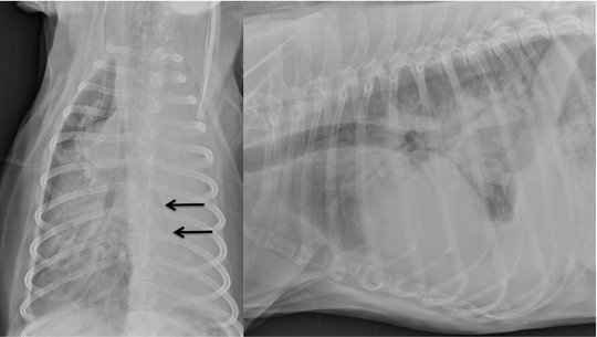 Снимок рентгена пневмонии у собак thumbnail
