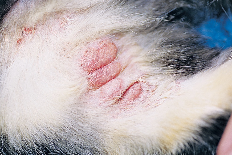 Симптомы аллергии кошек на корм
