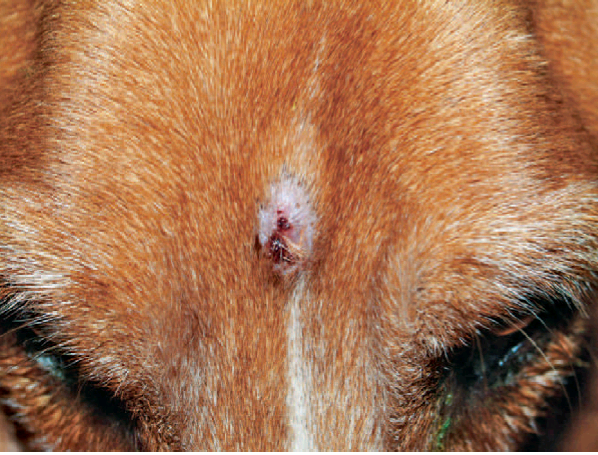 Доклад: Укушенные раны у кошек и собак