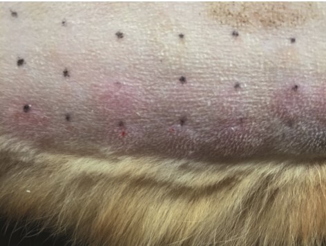 Фото атопического дерматита у кошек thumbnail
