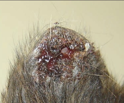 Язвы и эрозии на теле у собаки: причины, симптомы и лечение | На портале Ветэксперт