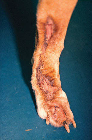 Акральный дерматит от вылизывания лечение thumbnail