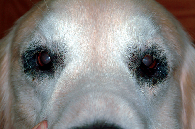 Вокруг глаза у собаки выпадают волосы что это