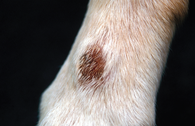Акральный дерматит у собак что это thumbnail