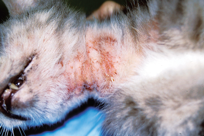 Демодекоз у кошек: причины, симптомы, диагностика и лечение