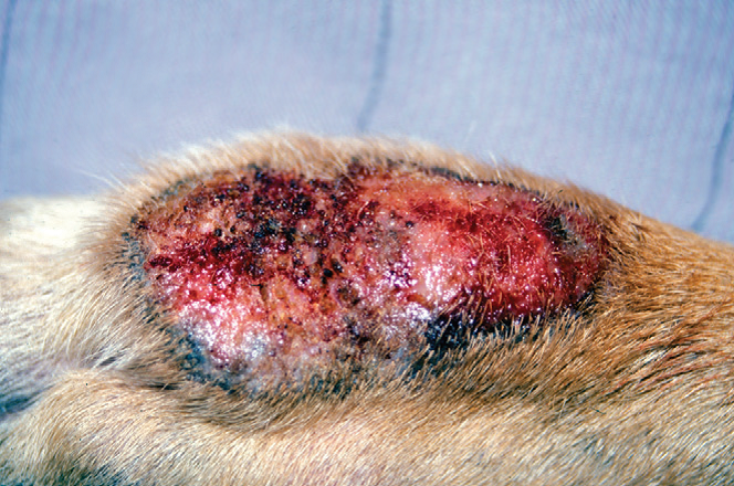 акральный дерматит у собаки thumbnail