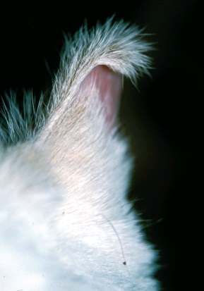 Заболевания ушей кошек