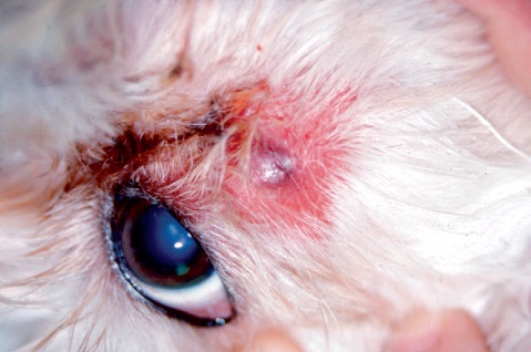 Доброкачественные опухоли кожи у собак и кошек