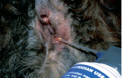 Воспаление параанальной железы у собаки