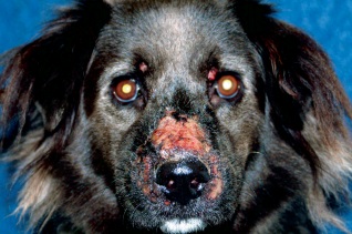 Абсцессы у собак: причины, симптомы, опасность