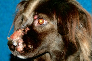Фурункулы у собак: причины и лечение (с фото)